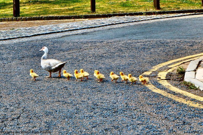 Duck and lined up ducklings crossing a road