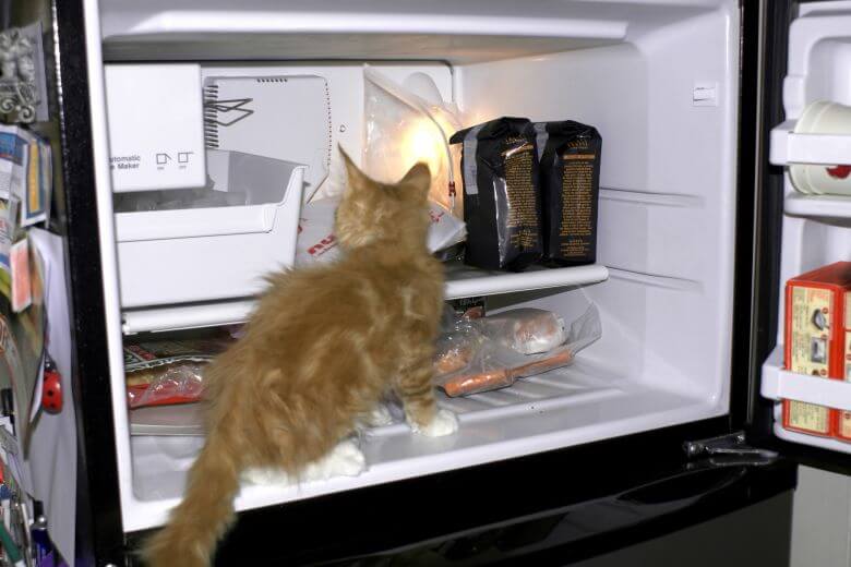 Kitten playing in a freezer