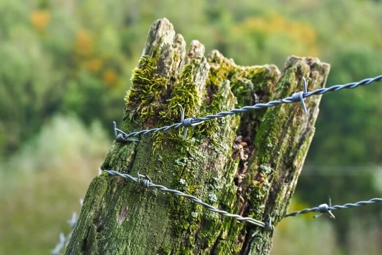 Old fence post with moss and barbed wire