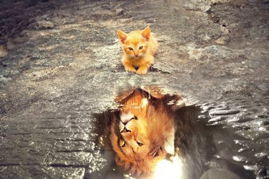 Ginger kitten reflection male lion