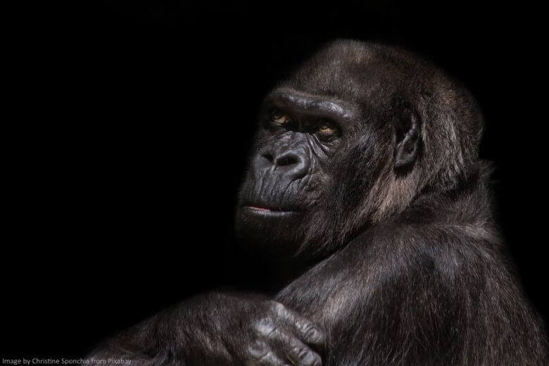 Gorilla thinking