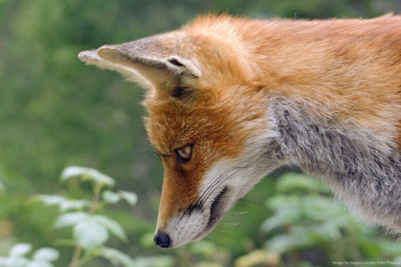 Fox hunting prey