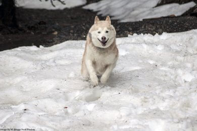 Husky happy in the snow