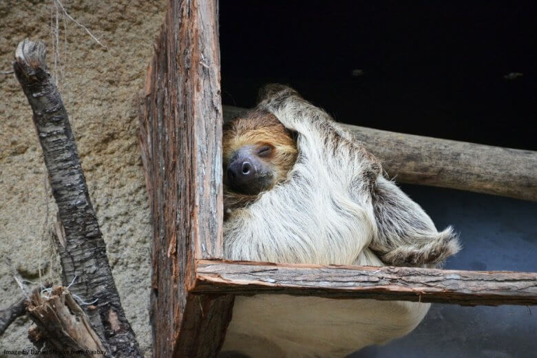 Sloth clinging to branch