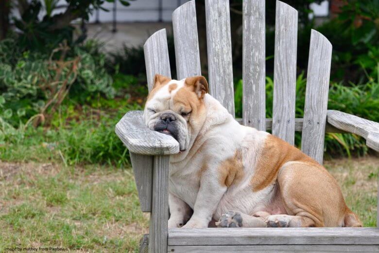 Dog comfortable in a chair