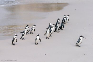 penguin leading a huddle of penguins