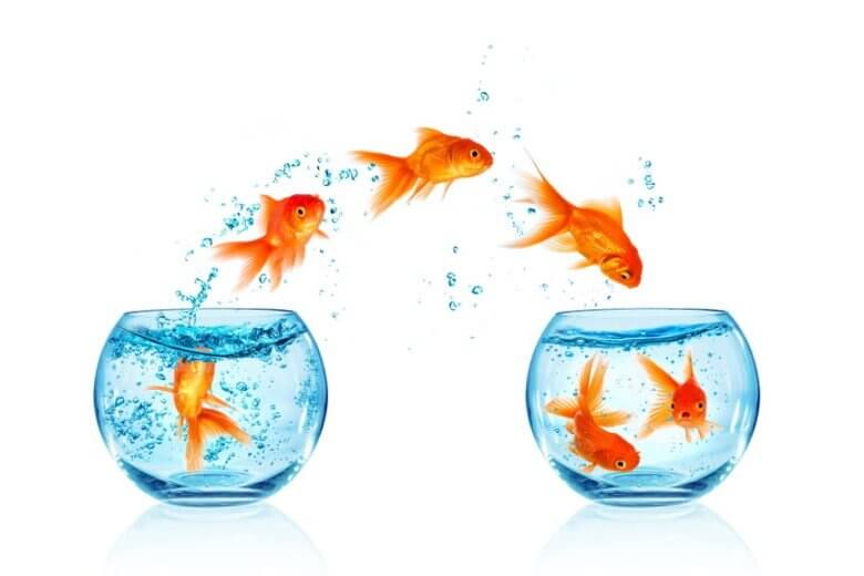Goldfish leaping from one fish bowl and transferring to another