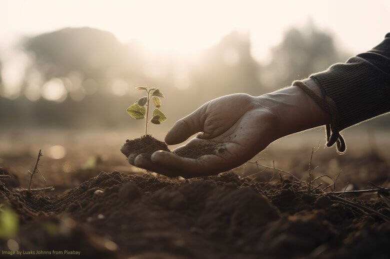 A gardener's hand holding a seedling