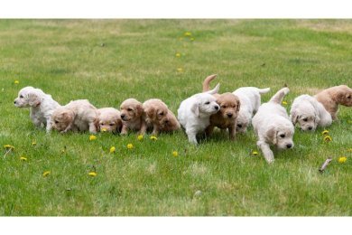Labrador puppies on a lawn