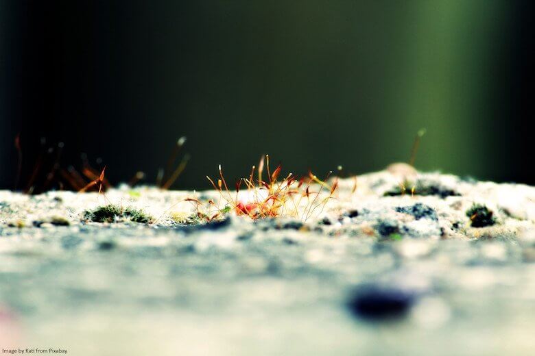 frozen ground with moss