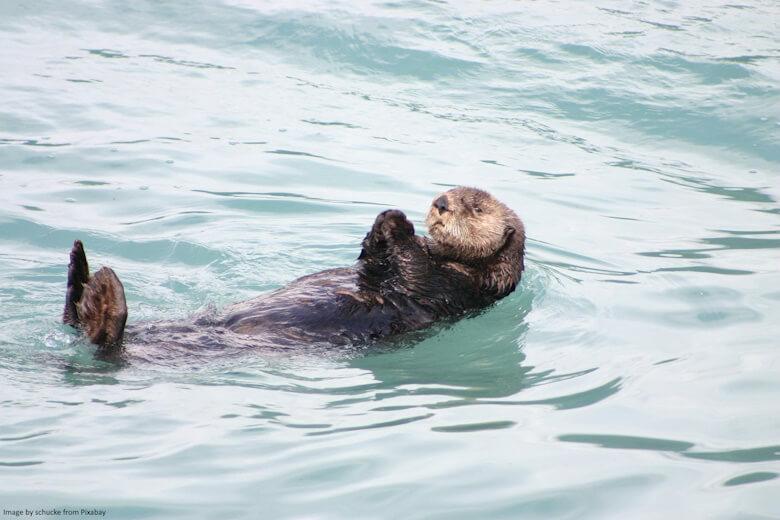 Otter floating in the water