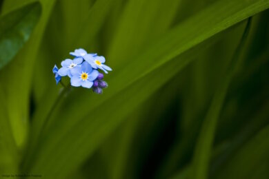 Forget me not flower on blurred green background
